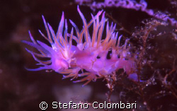 A wonderful Flabellina rosa on hydroids in Sicily by Stefano Colombari 